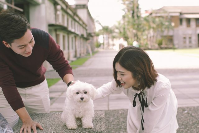 suni ha linh with dog