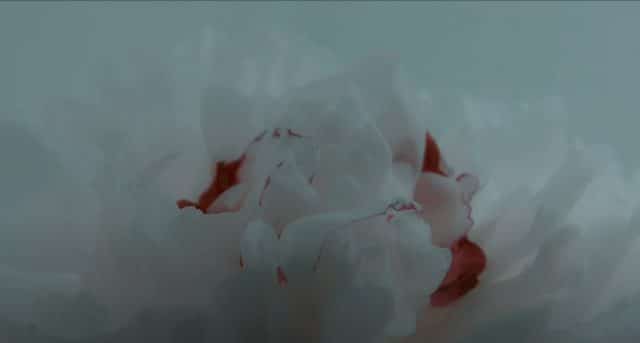 white red rose in co chac yeu la day mtp