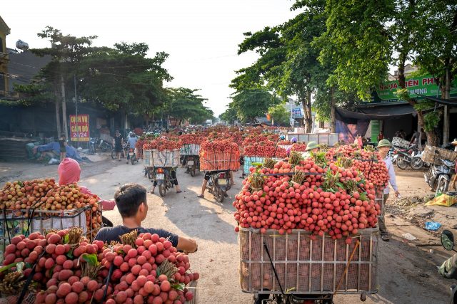 vietnam lychee fruit