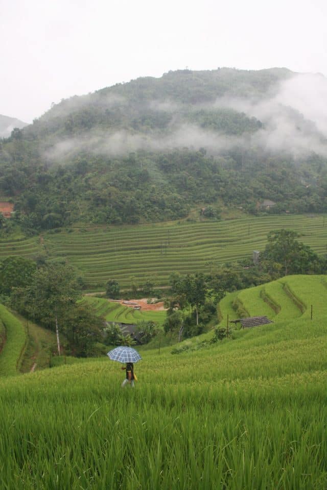 bac ha vietnam