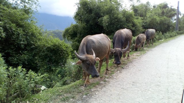 sapa lao cai vietnam