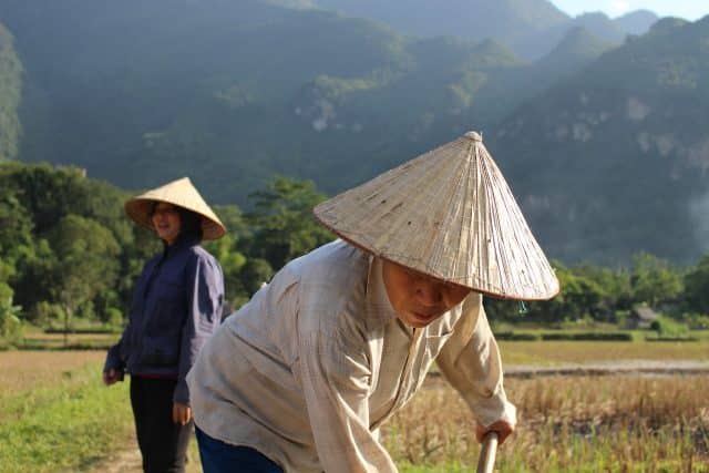 rice fields of mai chau