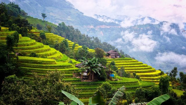 rice terraces vietnam