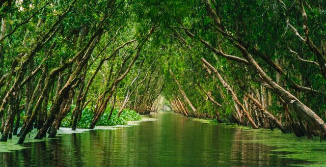 tra su cajuput forest an giang vietnam