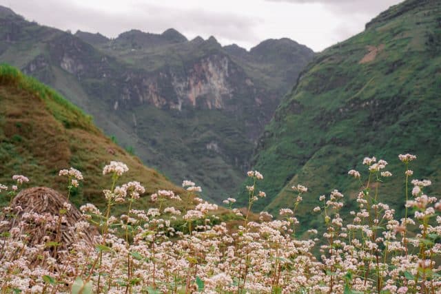 ha giang flowers