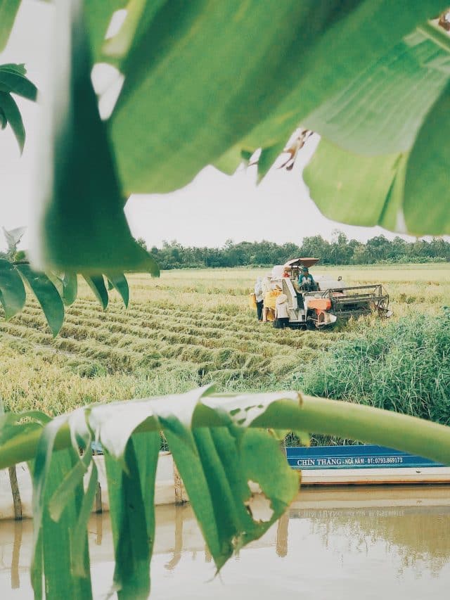 mekong delta