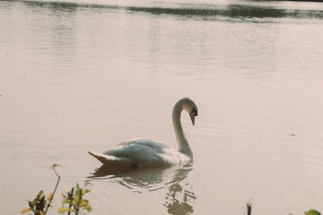 ho thien nga ecopark hung yen